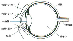 目が見える仕組み えのき眼科 埼玉県狭山市の眼科