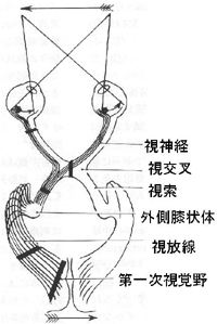 目が見える仕組み えのき眼科 埼玉県狭山市の眼科